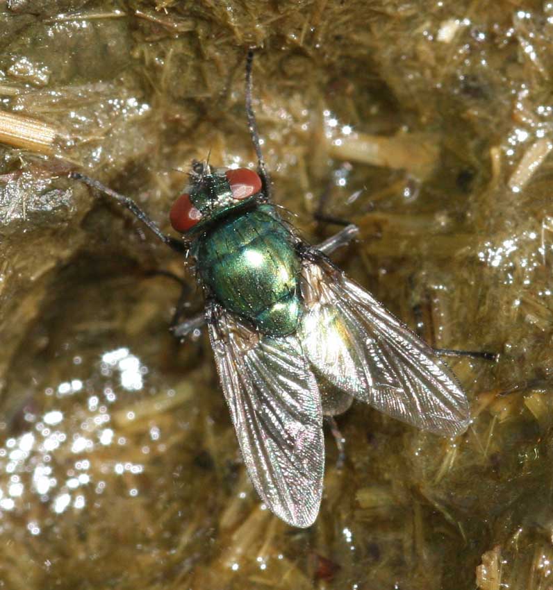Mosca verde: Neomyia cornicina M e F (Muscidae)